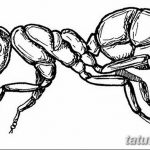 фото Эскиз тату муравей от 07.09.2017 №090 - Sketch of an ant tattoo - tatufoto.com