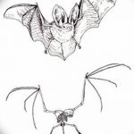 фото Эскизы тату летучая мышь от 27.09.2017 №049 - Sketches a bat tattoo - tatufoto.com