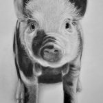 фото Эскизы тату свинья (кабан) от 26.09.2017 №023 - Sketches of a pig - tatufoto.com