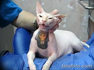 Фото тату маски фараона на шее лысой кошки. Изображение выполнено в ярких цветах и выглядит необычно и привлекательно.