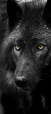 фото тату черный волк от 13.09.2017 №043 — black wolf tattoo — tatufoto.com