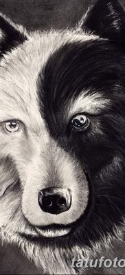 фото тату черный волк от 13.09.2017 №071 — black wolf tattoo — tatufoto.com