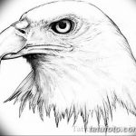 фото Эскизы тату орёл от 21.10.2017 №013 - Sketches of an eagle tattoo - tatufoto.com