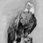 фото Эскизы тату орёл от 21.10.2017 №017 - Sketches of an eagle tattoo - tatufoto.com