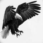 фото Эскизы тату орёл от 21.10.2017 №021 - Sketches of an eagle tattoo - tatufoto.com 2352341532