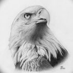 фото Эскизы тату орёл от 21.10.2017 №026 - Sketches of an eagle tattoo - tatufoto.com