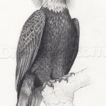 фото Эскизы тату орёл от 21.10.2017 №041 - Sketches of an eagle tattoo - tatufoto.com