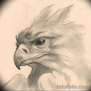 Фото эскиза татуировки головы орла, выполненного карандашом. Рисунок очень реалистичный, с проработкой деталей и теней.