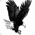 фото Эскизы тату орёл от 21.10.2017 №049 - Sketches of an eagle tattoo - tatufoto.com