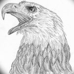 фото Эскизы тату орёл от 21.10.2017 №058 - Sketches of an eagle tattoo - tatufoto.com