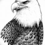 фото Эскизы тату орёл от 21.10.2017 №062 - Sketches of an eagle tattoo - tatufoto.com