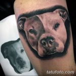 фото тату питбультерьер от 25.10.2017 №004 - tattoo pit bull terrier - tatufoto.com