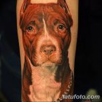 фото тату питбультерьер от 25.10.2017 №005 - tattoo pit bull terrier - tatufoto.com