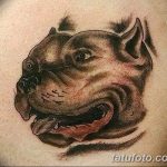 фото тату питбультерьер от 25.10.2017 №008 - tattoo pit bull terrier - tatufoto.com