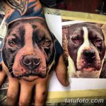 фото тату питбультерьер от 25.10.2017 №013 - tattoo pit bull terrier - tatufoto.com