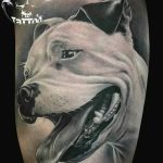 фото тату питбультерьер от 25.10.2017 №016 - tattoo pit bull terrier - tatufoto.com