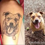 фото тату питбультерьер от 25.10.2017 №017 - tattoo pit bull terrier - tatufoto.com