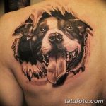 фото тату питбультерьер от 25.10.2017 №021 - tattoo pit bull terrier - tatufoto.com