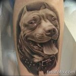 фото тату питбультерьер от 25.10.2017 №026 - tattoo pit bull terrier - tatufoto.com