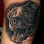 фото тату питбультерьер от 25.10.2017 №027 - tattoo pit bull terrier - tatufoto.com