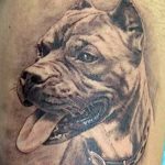 фото тату питбультерьер от 25.10.2017 №028 - tattoo pit bull terrier - tatufoto.com