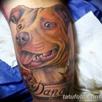 фото тату питбультерьер от 25.10.2017 №031 - tattoo pit bull terrier - tatufoto.com