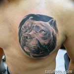 фото тату питбультерьер от 25.10.2017 №037 - tattoo pit bull terrier - tatufoto.com