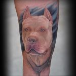 фото тату питбультерьер от 25.10.2017 №040 - tattoo pit bull terrier - tatufoto.com