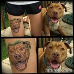 фото тату питбультерьер от 25.10.2017 №042 - tattoo pit bull terrier - tatufoto.com