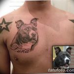 фото тату питбультерьер от 25.10.2017 №043 - tattoo pit bull terrier - tatufoto.com