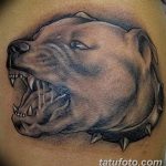 фото тату питбультерьер от 25.10.2017 №048 - tattoo pit bull terrier - tatufoto.com