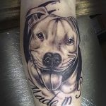 фото тату питбультерьер от 25.10.2017 №053 - tattoo pit bull terrier - tatufoto.com
