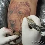 фото тату питбультерьер от 25.10.2017 №054 - tattoo pit bull terrier - tatufoto.com
