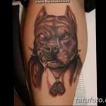 фото тату питбультерьер от 25.10.2017 №055 - tattoo pit bull terrier - tatufoto.com
