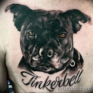 Фото тату головы питбуля на груди в черно-белых тонах с надписью 'Tinkerbell'. Реалистичный рисунок татуировки с детальной проработкой глаз.