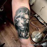 фото тату питбультерьер от 25.10.2017 №058 - tattoo pit bull terrier - tatufoto.com
