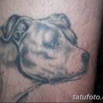 фото тату питбультерьер от 25.10.2017 №059 - tattoo pit bull terrier - tatufoto.com