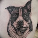 фото тату питбультерьер от 25.10.2017 №061 - tattoo pit bull terrier - tatufoto.com