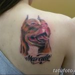 фото тату питбультерьер от 25.10.2017 №062 - tattoo pit bull terrier - tatufoto.com