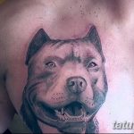 фото тату питбультерьер от 25.10.2017 №063 - tattoo pit bull terrier - tatufoto.com