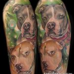 фото тату питбультерьер от 25.10.2017 №066 - tattoo pit bull terrier - tatufoto.com
