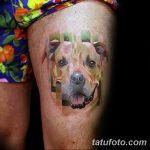 фото тату питбультерьер от 25.10.2017 №068 - tattoo pit bull terrier - tatufoto.com