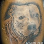 фото тату питбультерьер от 25.10.2017 №071 - tattoo pit bull terrier - tatufoto.com