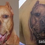 фото тату питбультерьер от 25.10.2017 №078 - tattoo pit bull terrier - tatufoto.com