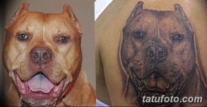 Фотография, демонстрирующая сравнение реальной собаки породы питбуль и татуировки с ее изображением на плече. Реалистичный стиль.