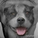 фото тату питбультерьер от 25.10.2017 №079 - tattoo pit bull terrier - tatufoto.com