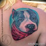 фото тату питбультерьер от 25.10.2017 №080 - tattoo pit bull terrier - tatufoto.com