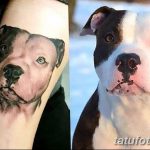 фото тату питбультерьер от 25.10.2017 №082 - tattoo pit bull terrier - tatufoto.com
