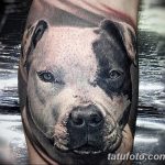 фото тату питбультерьер от 25.10.2017 №084 - tattoo pit bull terrier - tatufoto.com