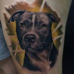 фото тату питбультерьер от 25.10.2017 №089 - tattoo pit bull terrier - tatufoto.com